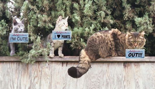 My parents' cats with their licenses