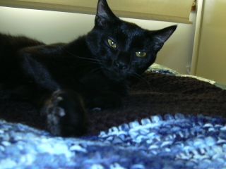 Edda being a reluctant model and posing on the afghan