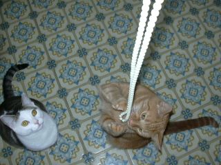 Playing with Mommy's Mardi Gras beads